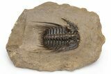 Spiny Leonaspis Trilobite - Very Large Specimen #232773-3